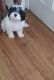 Pomeranian Puppies for sale in St. Petersburg, FL 33705, USA. price: $500