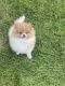 Pomeranian Puppies for sale in Sterling Heights, MI 48314, USA. price: NA