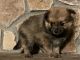 Pomeranian Puppies for sale in Acworth, GA, USA. price: $600