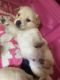 Pomeranian Puppies for sale in Seattle, WA, USA. price: $800
