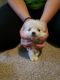 Pomeranian Puppies for sale in Marietta, GA, USA. price: NA