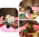 Pomeranian Puppies for sale in Miramar, FL 33025, USA. price: NA