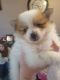Pomeranian Puppies for sale in Provo, UT, USA. price: NA