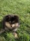 Pomeranian Puppies for sale in San Mateo, CA, USA. price: NA