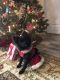 Pomeranian Puppies for sale in Bluffton, SC 29909, USA. price: NA