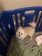 Pomeranian Puppies for sale in Houston, TX 77077, USA. price: NA