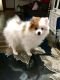 Pomeranian Puppies for sale in Burnsville, MN 55337, USA. price: NA