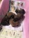 Pomeranian Puppies for sale in Valrico, FL 33594, USA. price: NA
