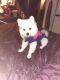 Pomeranian Puppies for sale in Baltimore County, MD, USA. price: NA