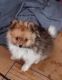 Pomeranian Puppies for sale in McAllen, TX, USA. price: $900