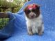 Pomeranian Puppies for sale in La Habra Heights, CA, USA. price: NA