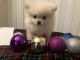 Pomeranian Puppies for sale in Cary, NC, USA. price: NA