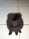 Pomeranian Puppies for sale in Clearwater, FL, USA. price: $1,000
