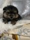 Pomeranian Puppies for sale in San Diego, CA 92115, USA. price: NA