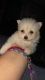 Pomeranian Puppies for sale in Edinburg, TX, USA. price: NA