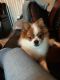 Pomeranian Puppies for sale in Garland, TX, USA. price: NA