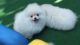 Pomeranian Puppies for sale in Bessemer, AL, USA. price: NA