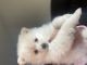 Pomeranian Puppies for sale in Tustin, CA 92780, USA. price: NA