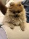 Pomeranian Puppies for sale in Baldwin, NY, USA. price: $5,000