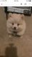 Pomeranian Puppies for sale in Union City, GA, USA. price: NA