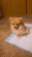 Pomeranian Puppies for sale in Puyallup, WA, USA. price: $4,800