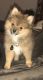 Pomeranian Puppies for sale in Round Rock, TX, USA. price: NA