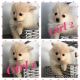 Pomeranian Puppies for sale in Anaheim Hills, Anaheim, CA, USA. price: $1,600
