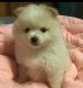 Pomeranian Puppies for sale in Rogers, OH 44455, USA. price: NA