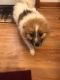 Pomeranian Puppies for sale in Akron, OH, USA. price: $1,300