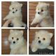 Pomeranian Puppies for sale in Paramount, CA, USA. price: $1,200