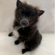 Pomeranian Puppies for sale in Englishtown, NJ 07726, USA. price: NA