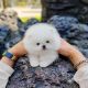 Pomeranian Puppies for sale in Nottingham, MD, USA. price: NA