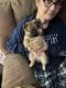 Pomeranian Puppies for sale in Celina, OH 45822, USA. price: $700
