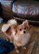 Pomeranian Puppies for sale in Lake City, FL, USA. price: NA