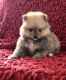 Pomeranian Puppies for sale in Silverton, OR 97381, USA. price: NA