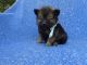Pomeranian Puppies for sale in La Habra Heights, CA, USA. price: NA