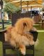 Pomeranian Puppies for sale in Melbourne, QC, Canada. price: NA