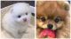 Pomeranian Puppies for sale in Cerritos, CA, USA. price: $1,300