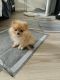 Pomeranian Puppies for sale in Frederick, MD, USA. price: NA