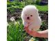 Pomeranian Puppies for sale in Florida City, FL, USA. price: $850