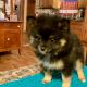 Pomeranian Puppies for sale in New Boston, TX 75570, USA. price: NA