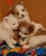 Pomeranian Puppies for sale in Fairview Heights, IL 62208, USA. price: $1,300