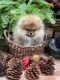 Pomeranian Puppies for sale in Tampa, FL, USA. price: NA