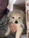 Pomeranian Puppies for sale in Northville, MI, USA. price: NA