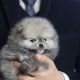 Pomeranian Puppies for sale in Alma, CO, USA. price: $700