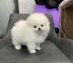 Pomeranian Puppies for sale in Alma, CO, USA. price: $750