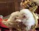 Pomeranian Puppies for sale in Anderson, TX 77830, USA. price: $500