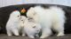 Pomeranian Puppies for sale in NJ-38, Mt Holly, NJ, USA. price: NA
