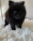 Pomeranian Puppies for sale in 20 Maryland Ave, Rockville, MD 20850, USA. price: NA
