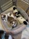 Pomeranian Puppies for sale in Lynchburg, VA, USA. price: NA